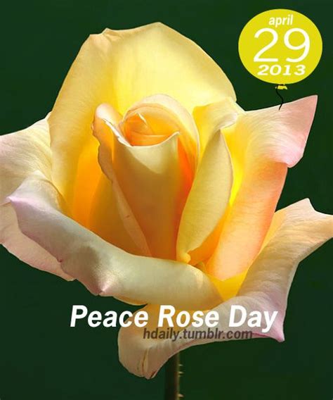 Peace Rose Day Peace Rose Rose Yellow Roses