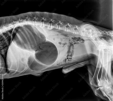 X Ray Of Dog Lateral View With Gastric Dilatation Volvulus “gdv” Or