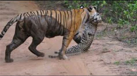 Who Would Win In A Fight Between A Leopard And A Tiger Quora
