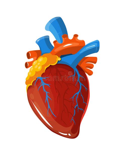 Human Heart Anatomy Vector Medical Illustration Stock Vector