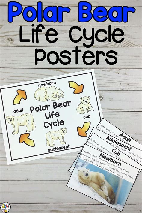 Pictures Of A Polar Bears Life Cycle Peepsburghcom