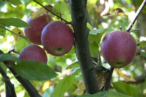 Maybe you would like to learn more about one of these? Apple trees bear more fruit when surrounded by good neighbors