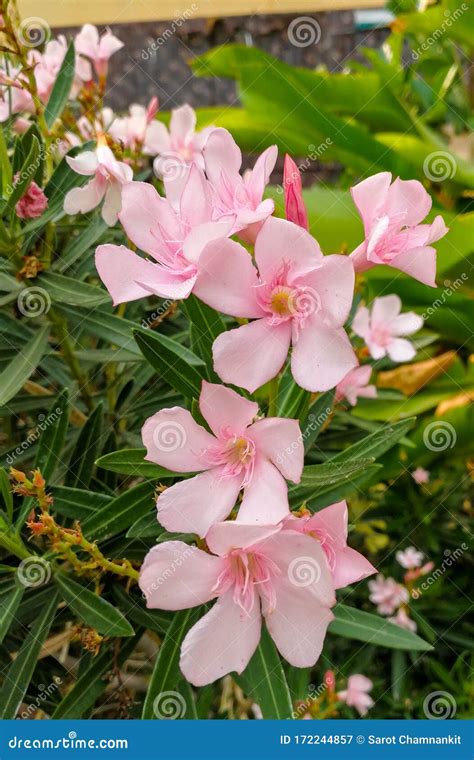 Oleander Sweet Oleander And Rose Bay Pink Flowers Bloom On The Trees