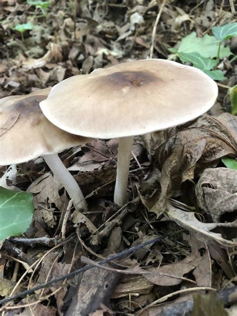 White Gills White Stem No Veil Identifying Mushrooms Wild