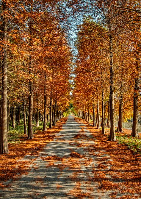Double Row Tree Path With Yellow Deciduous Autumn Leaves Background And