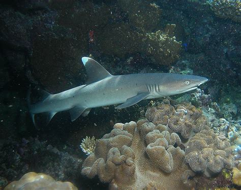 Sharks Of The Great Barrier Reef Reef Biosearch