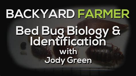 Bed Bug Biology And Identification Youtube