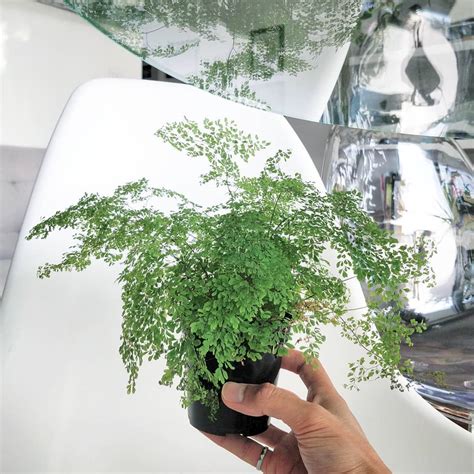 Houseplantjournal As I Was Watering My Maidenhair Fern Adiantum