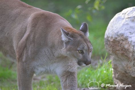 Florida state animal is the florida panther. Florida State Animal Florida Panther Puma Concolor Coryi ...