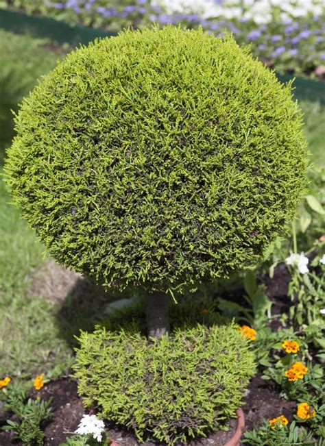 Decorative Green Shrub In Shape Of Ball Stock Photo Image Of Natural