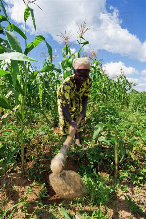 Agriculture An African Woman Cultivating Soil With Large Hoe In A