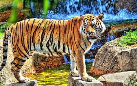 Tiger 4k Wallpapers For Your Desktop Or Mobile Screen Free