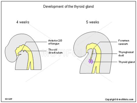 Development Of The Thyroid Gland Illustrations