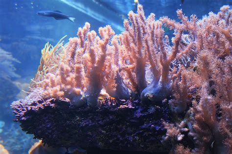 Live Coral In Aquarium Free Stock Photo Public Domain Pictures
