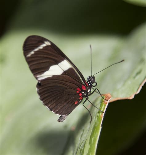 Photography At The Cambridge Butterfly Conservatory