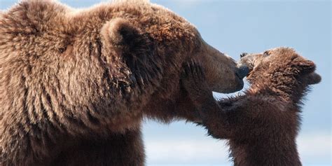 See more of care bears on facebook. Movie review: Disneynature doc Bears larger than life ...