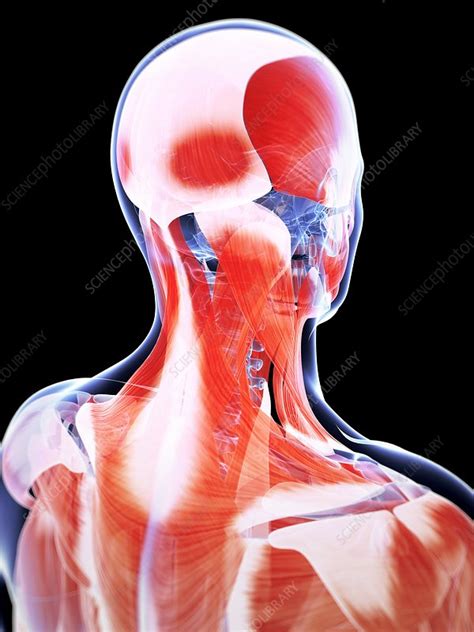 Human Head And Neck Muscles Artwork Stock Image F010 1723