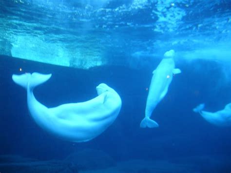 Baby Beluga In The Deep Blue Sea Animals Beluga Whale Pet Rats