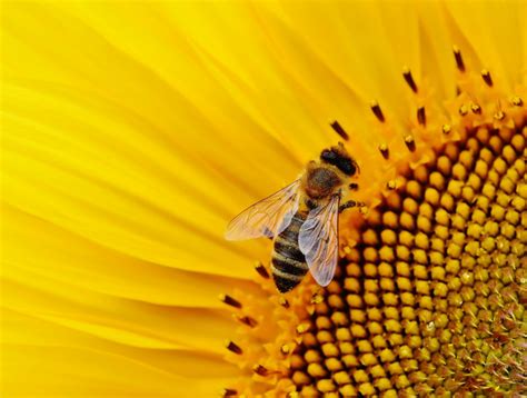 Lets Help Protect Pollinators This Week Scistarter