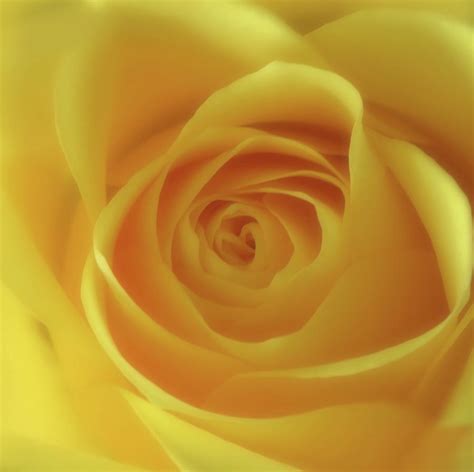 Soft Yellow Rose Photograph By Johanna Hurmerinta