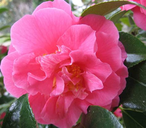 Pink Camellia Pink Camellia Flowers Pink