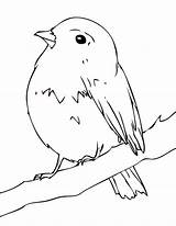 Robin Coloring Baby sketch template