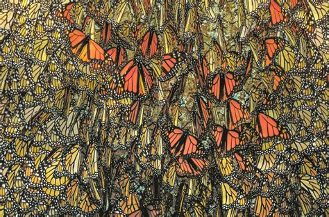 Overwintering Monarchs Art Wolfe Store Monarch Butterfly Stock