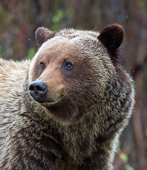 The Beauty Of Wildlife Bear Grizzly Bear Brown Bear