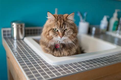 Adorable Photos Of Cats In Sinks Womans World