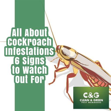 All About Cockroach Infestations 6 Signs To Watch Out For · Clean And Green Pest Control Northern