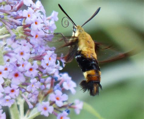 Snowberry Clearwing Moth 72915 Sharon Friends Of Conservation