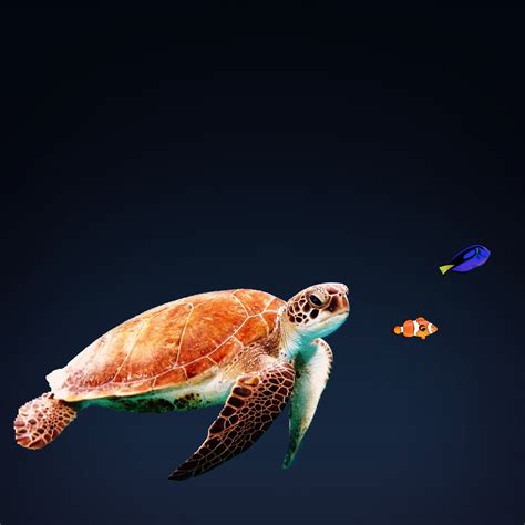 Free Images Ocean Underwater Biology Sea Turtle Reptile Marine