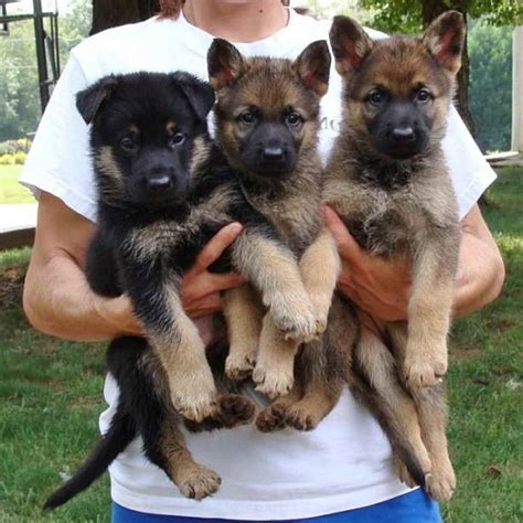 German Shepherd Puppies Charlotte Nc Petsidi