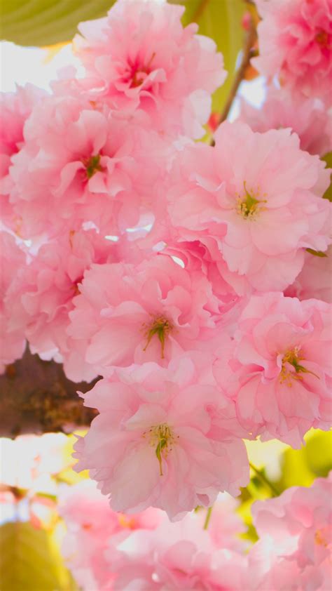 Cherry Blossom Background Hd