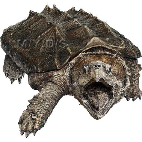 Snapping Turtle Clipart 20 Free Cliparts Download Images On