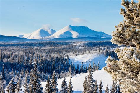 Taiga Winter Snow Landscape Yukon Territory Canada Photograph By