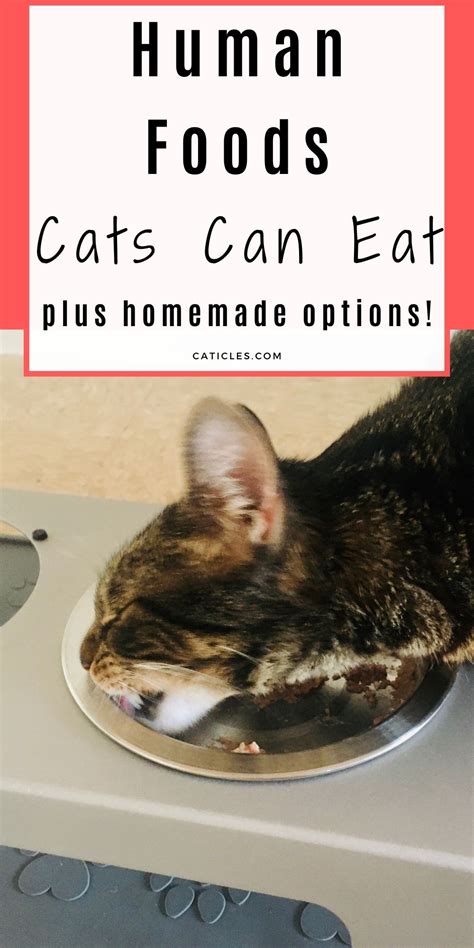 What Food Do Cats Love Best Food For Cats Complete Guide Caticles