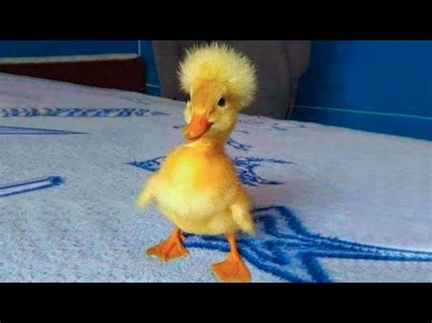 Cute And Funny Ducks Duck Videos To Make You Smile Funny Pets Videos