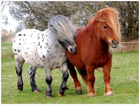 29 Best Little Fat Fuzzy Ponies Images On Pinterest Miniature Horses