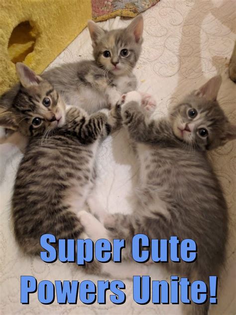 Super Cute Powers Unite Lolcats Lol Cat Memes Funny Cats