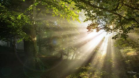 Bright Shiny Morning Woods Wallpaper Nature And Landscape Wallpaper