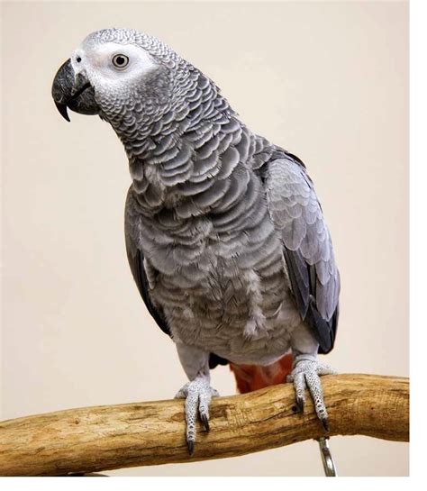 Congo African Grey Parrot Plumpton Park Zoo