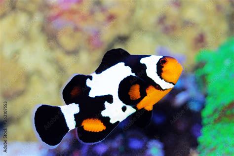 Black Ice Snowflake Ocellaris Clownfish Amphiprion Ocellaris Stock