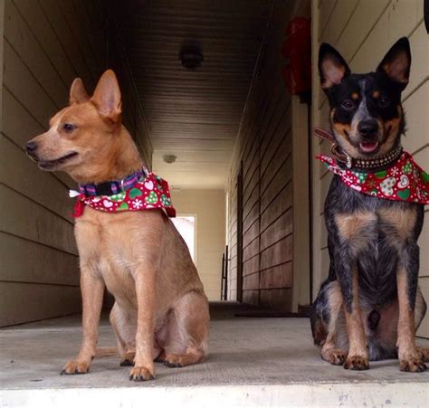 Merry Christmas From Our Fur Babies Falyn Red Heeler 9months