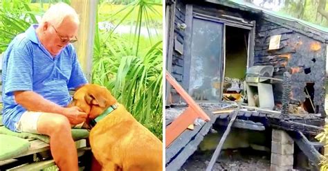 Cão Corre Para Dentro Da Casa Em Chamas Acorda O Seu Dono E Salva Sua Vida