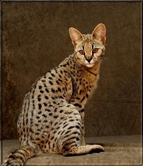 Explore all the options from f1 & f2's to clouded leopard bengal cats. savannah cats for sale | ... kittens in U.S. how big ...
