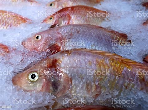 Closeup Frozen Yellow Nile Tilapia Fish In A Pile Of Ice Stock Photo