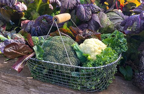 Best Cool Season Vegetables To Grow Fall Gardening Joe Gardener