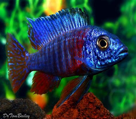 malawi peacock aulonocara species | Under the Sea | Pinterest