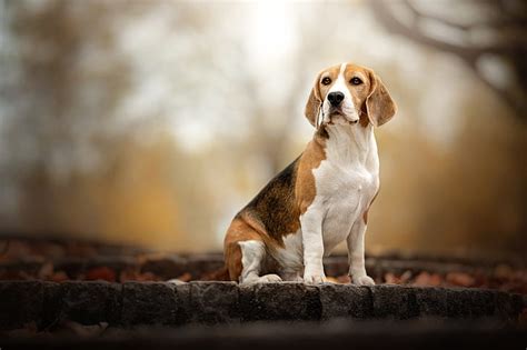 Hd Wallpaper Dogs Beagle Pet Wallpaper Flare
